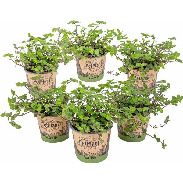 Schildpad plant - Calissia Repens per 6 stuks | PetFriendly - Kamerplant ⌀12 cm - ↕20 cm