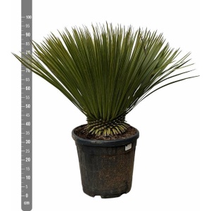 Snavelvormige yucca 90 cm hoog, winterharde plant