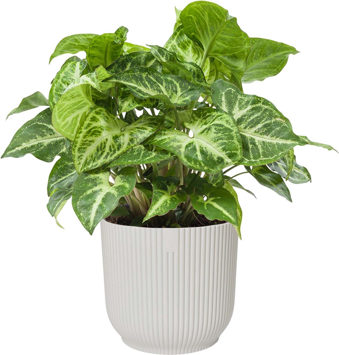 Syngonium Arrow in ELHO Vibes Fold sierpot (zijdewit) ↨ 25cm - hoge kwaliteit planten