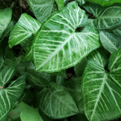 syngonium kopen