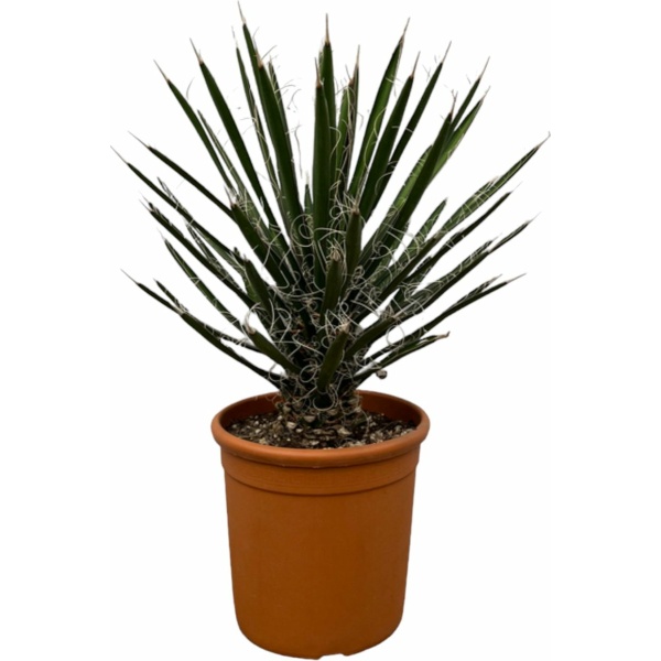 Trendyplants - Yucca Filifera 'Australis' - Tuinplant - Hoogte 60-80 cm - Potmaat Ø28cm