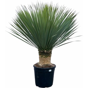 Trendyplants - Yucca Rostrata - Blue Baked Yucca - Winterhard - Hoogte 110-130 cm - Potmaat Ø35cm