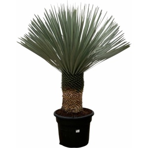 Trendyplants - Yucca Rostrata - Blue Baked Yucca - Winterhard - Hoogte 130-150 cm - Potmaat Ø50cm