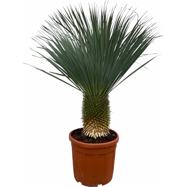 Trendyplants - Yucca Rostrata - Hoogte 150-170 cm - Blue Baked Yucca - Winterhard - Potmaat Ø50cm