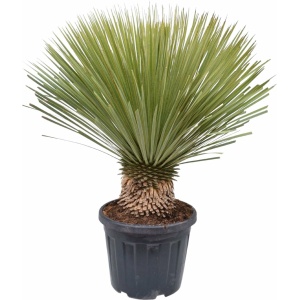 Trendyplants - Yucca Rostrata - Winterhard - Tuinplant - Hoogte 70-90 cm - Potmaat Ø27cm