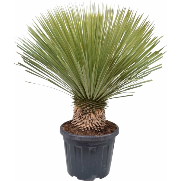 Trendyplants - Yucca Rostrata - Winterhard - Tuinplant - Hoogte 70-90 cm - Potmaat Ø27cm