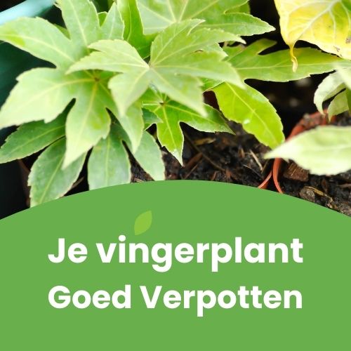 vingerplant verpotten