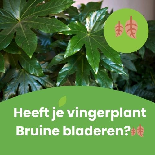 fatsia japonica met bruin blad