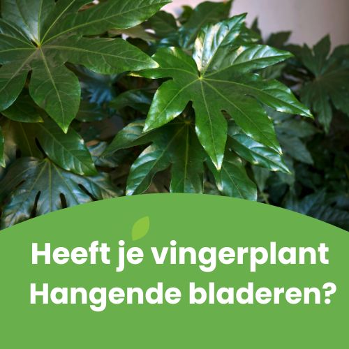 fatsia japonica hangende bladeren