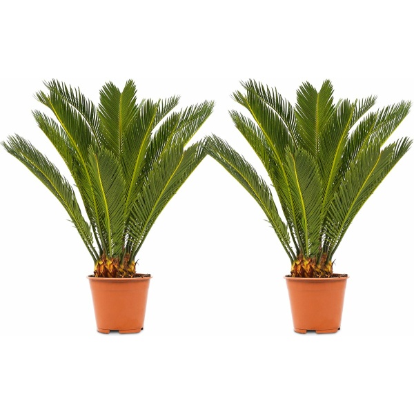 WL Plants - 2x Cycas Revoluta - Vredespalm - Sagopalm - Palmvaren - Kamerplanten - Zeer Gemakkelijk te Verzorgen - ± 60cm hoog - 17cm diameter - In Kweekpot