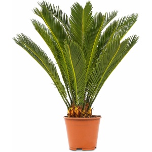 WL Plants - Cycas Revoluta - Vredespalm - Sagopalm - Palmvaren - Kamerplanten - Zeer Gemakkelijk te Verzorgen - ± 60cm hoog - 17cm diameter - In Kweekpot