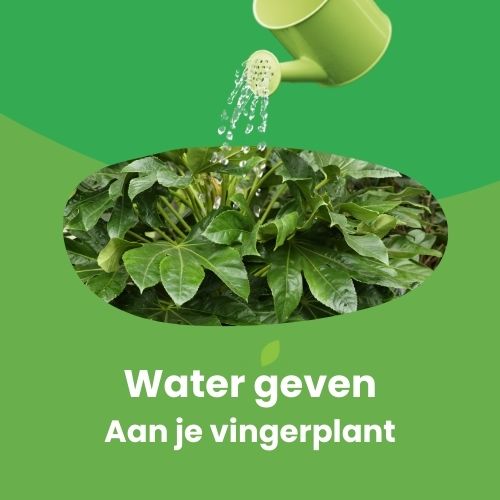 vingerplant water geven