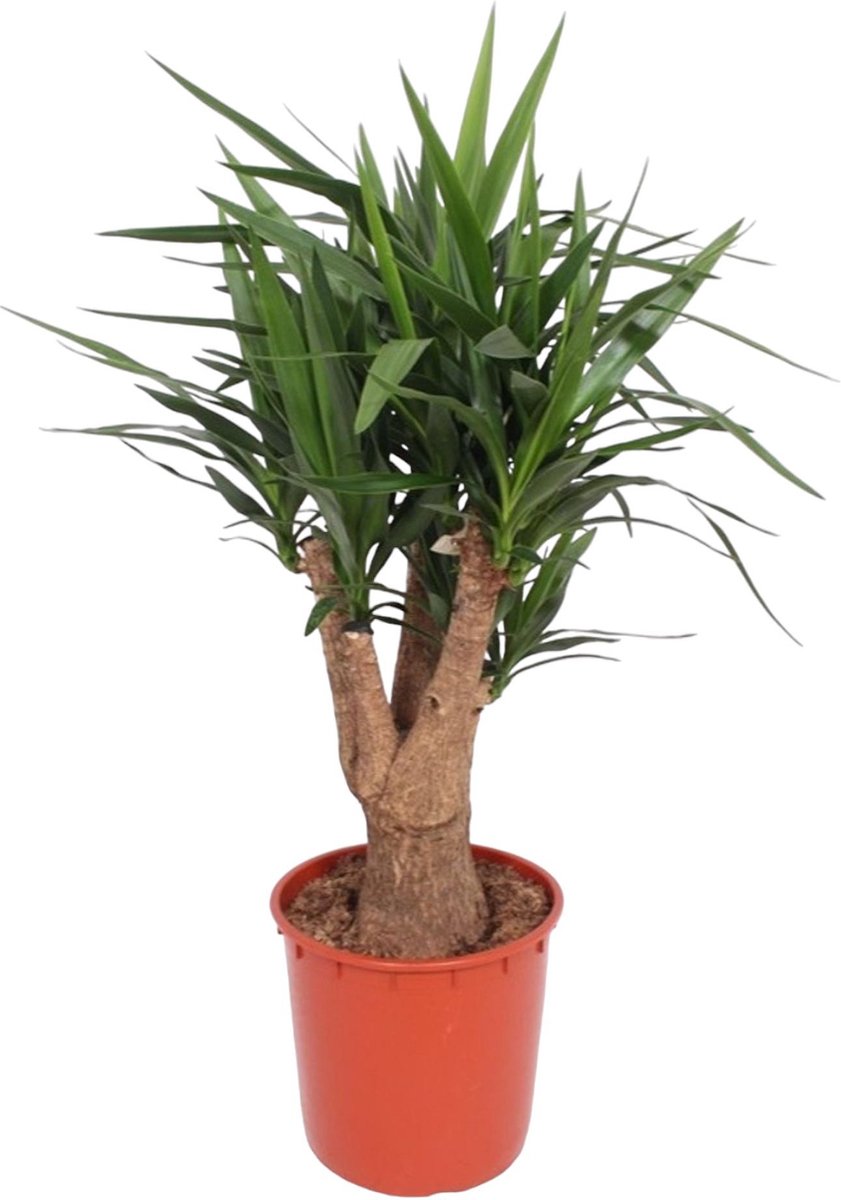 Yucca Elephantipes vertakt - Potmaat 34cm - Hoogte 140cm