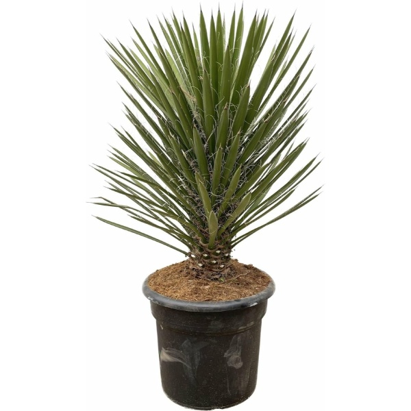 Yucca Filifera Australis - 100Cm - Ø30