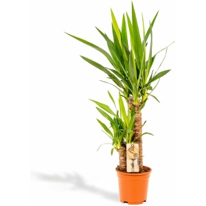 Yucca - Palmlelie - 90 cm hoog, ø17cm - Makkelijke kamerplant - Tropische palm - Luchtzuiverend - Vers van de kwekerij