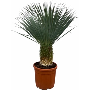 Yucca Rostrata - 160 Cm - Ø50Cm