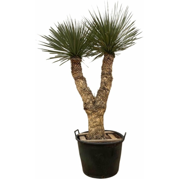 Yucca Rostrata Hidra - 200 Cm - Ø60