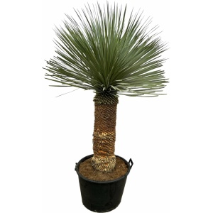 Yucca Rostrata - Ø50cm - 150cm