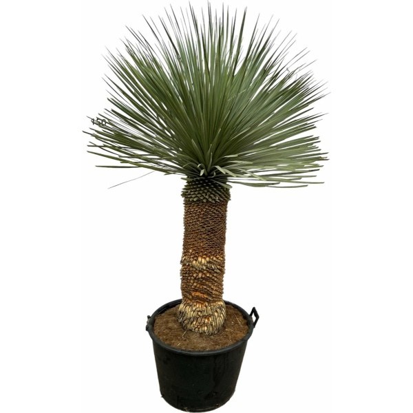 Yucca Rostrata - Ø50cm - 150cm