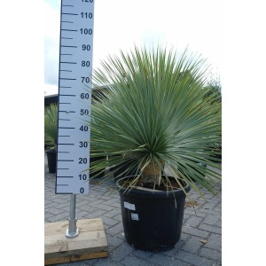 Yucca Rostrata - Palmlelie