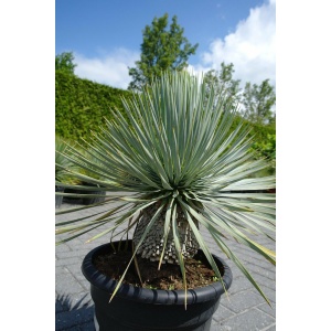 Yucca Rostrata - Palmlelie