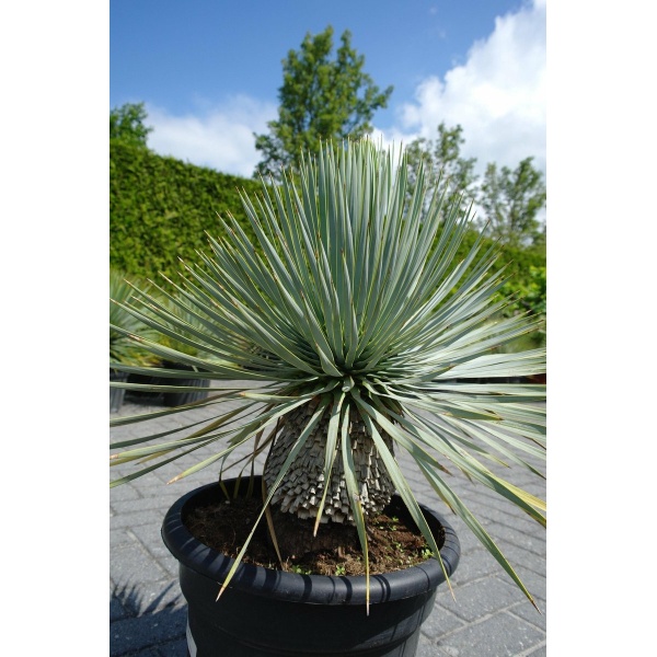 Yucca Rostrata - Palmlelie