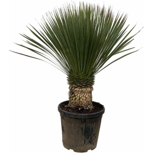 Yucca Rostrata - Potmaat 35cm - Hoogte 120cm