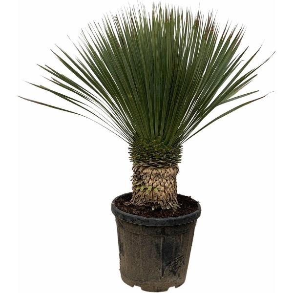 Yucca Rostrata - Potmaat 35cm - Hoogte 120cm