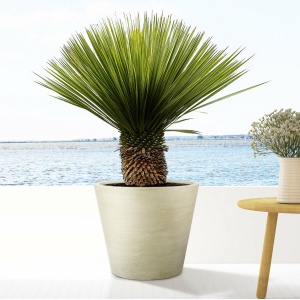 Yucca Rostrata op stam - 120cm