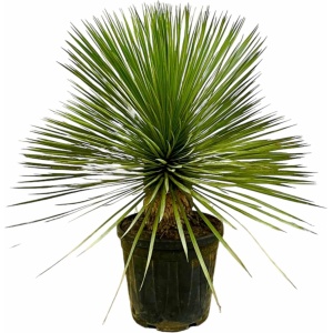 Yucca Rostrata op stam - Potmaat 27cm - Hoogte 80cm