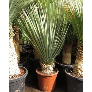 Yucca rostrata - stam 30-40 cm - totale hoogte 120-140 cm - pot Ø 50 cm - Woestijnplanten - MyPalmShop