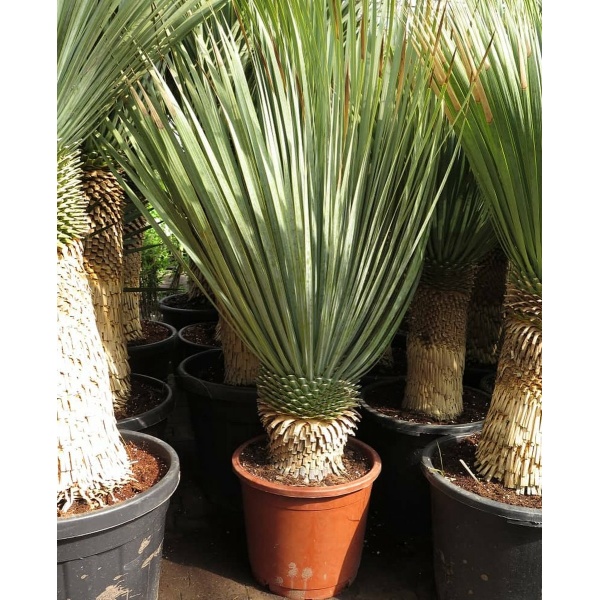 Yucca rostrata - stam 30-40 cm - totale hoogte 120-140 cm - pot Ø 50 cm - Woestijnplanten - MyPalmShop