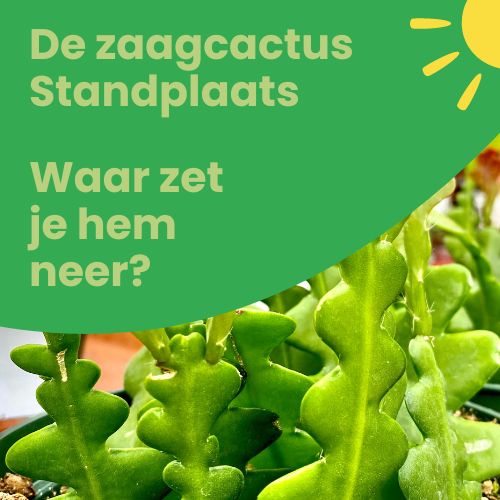 zaagcactus standplaats