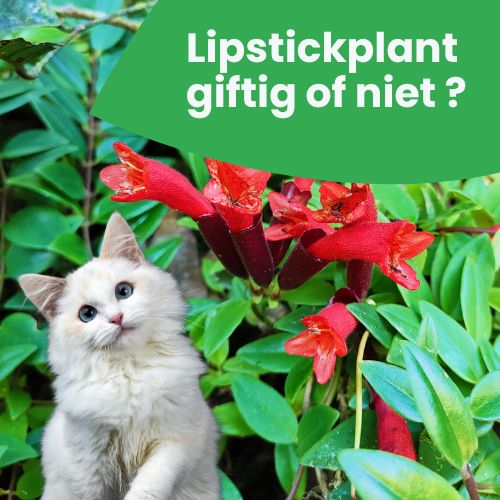 aeschynanthus giftig voor katten