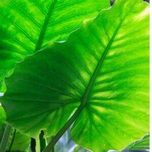 Alocasia