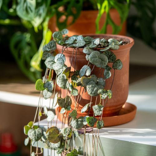 ceropegia hangplant