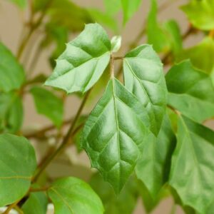 Cissus