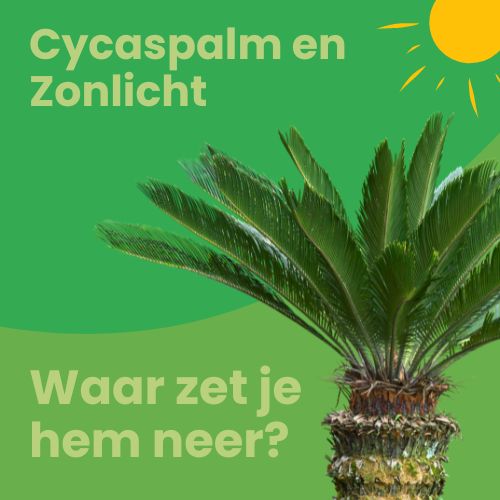 cycaspalm en zonlicht standplaats