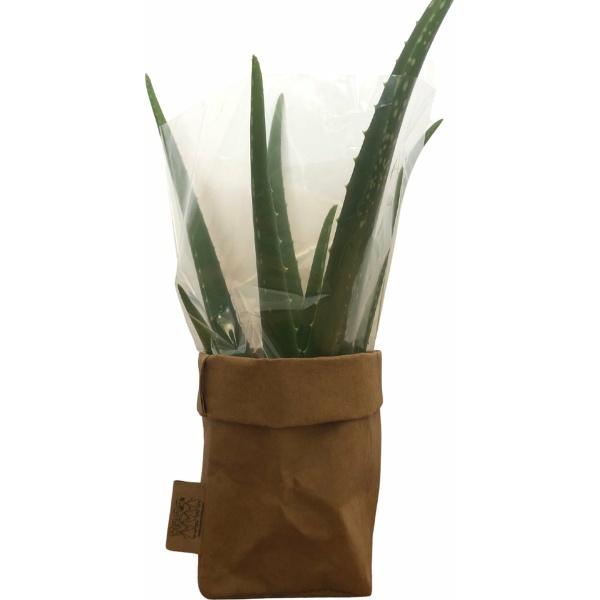 de Zaktus - Aloe Vera plant - vetplant - paper bag papier - Maat L