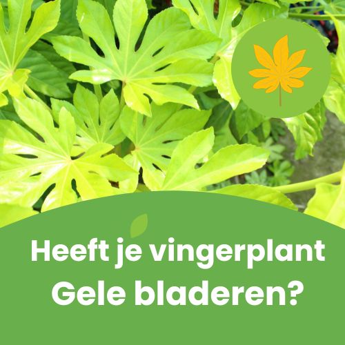 fatsia met gele bladeren