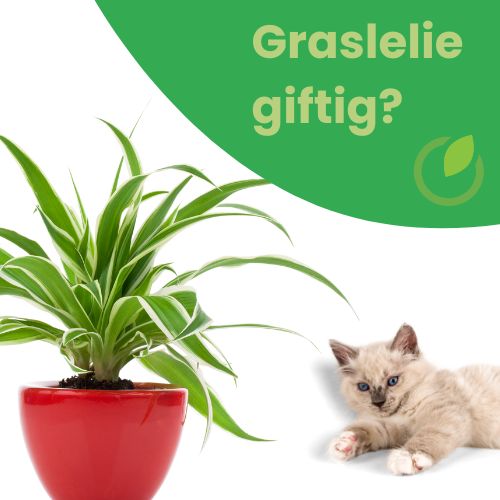 graslelie katten