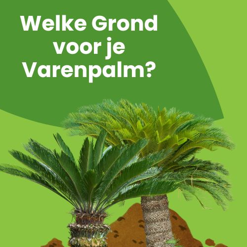 welke grond voor je cycaspalm