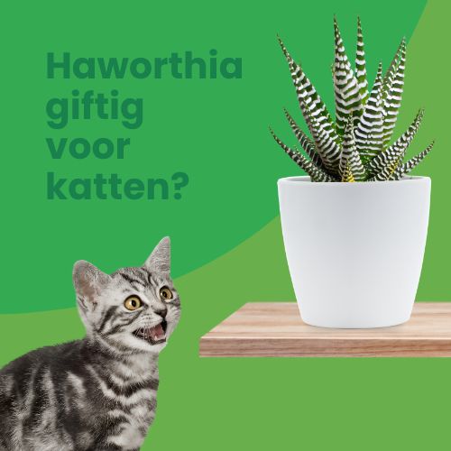 haworthia giftig voor katten