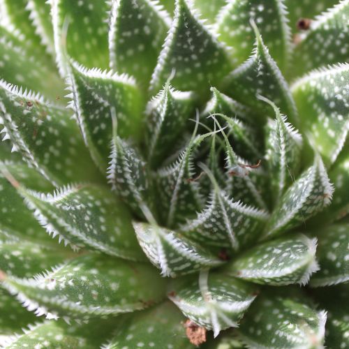 haworthia kopen