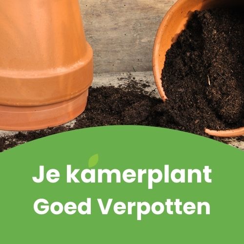 kamerplant verpotten