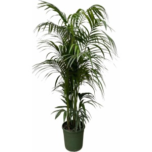 kentia-palm