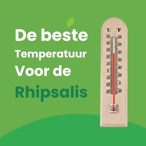 rhipsalis standplaats en temperatuur