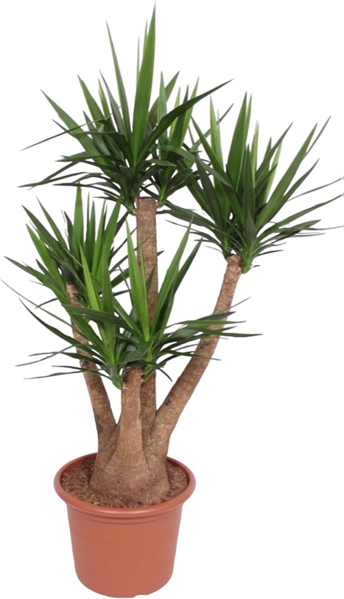 yucca-elephantipes-vertakt