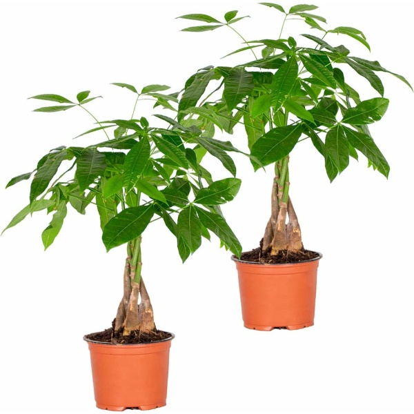 2x Pachira Aquatica - Geldboom - Kamerplant - Onderhoudsvriendelijk - ⌀12 cm - 25-35 cm