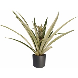 Ananas Champaca met Elho B.for soft antracite ↨ 55cm - hoge kwaliteit planten